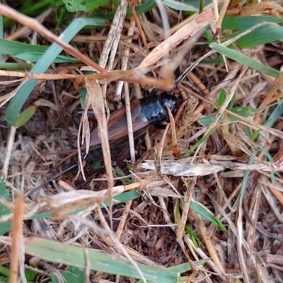 Teleogryllus commodus (Black Field Cricket) at Symonston, ACT - 7 Apr 2024 by CallumBraeRuralProperty