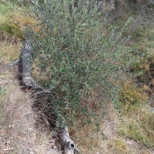 Olea europaea at Callum Brae - 17 Apr 2024