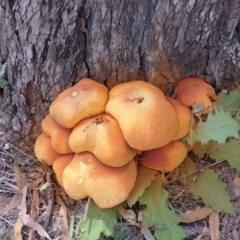 Gymnopilus junonius (Spectacular Rustgill) at Symonston, ACT - 17 Apr 2024 by CallumBraeRuralProperty