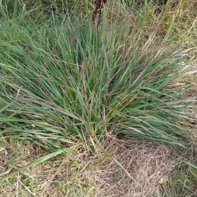 Nassella neesiana (Chilean Needlegrass) at Symonston, ACT - 17 Apr 2024 by CallumBraeRuralProperty