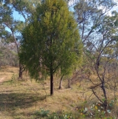 Exocarpos cupressiformis (Cherry Ballart) at Symonston, ACT - 17 Apr 2024 by CallumBraeRuralProperty