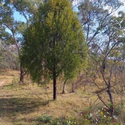 Exocarpos cupressiformis (Cherry Ballart) at Callum Brae - 17 Apr 2024 by CallumBraeRuralProperty