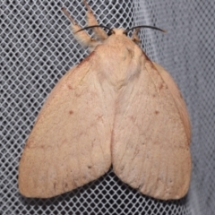 Entometa apicalis (Gum Snout Moth) at QPRC LGA - 18 Apr 2024 by DianneClarke