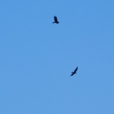 Aquila audax (Wedge-tailed Eagle) at Symonston, ACT - 17 Apr 2024 by CallumBraeRuralProperty