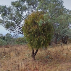 Amyema miquelii (Box Mistletoe) at Callum Brae - 6 Apr 2024 by CallumBraeRuralProperty