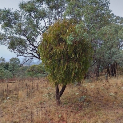 Amyema miquelii (Box Mistletoe) at Symonston, ACT - 6 Apr 2024 by CallumBraeRuralProperty