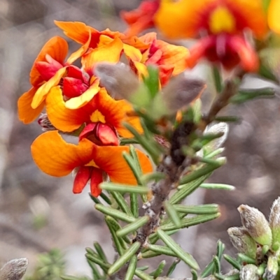 Dillwynia sericea (Egg And Bacon Peas) at Black Mountain - 3 Oct 2023 by Venture