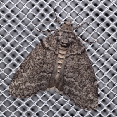 Smyriodes (genus) (A Geometer moth) at Jerrabomberra, NSW - 17 Apr 2024 by DianneClarke