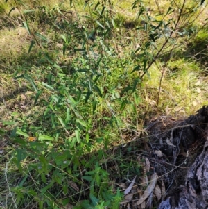 Pavonia hastata at Farrer Ridge - 18 Apr 2024