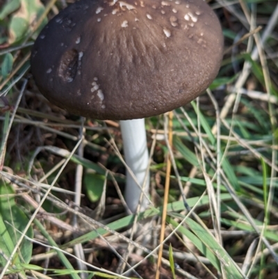 Oudemansiella gigaspora group (Rooting Shank) at The Pinnacle - 17 Apr 2024 by CattleDog