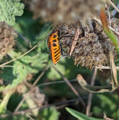 Agonoscelis rutila (Horehound bug) at The Pinnacle - 17 Apr 2024 by CattleDog