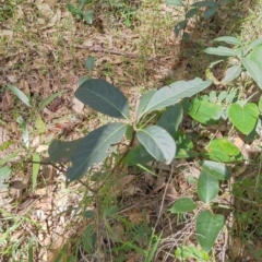 Rhodomyrtus psidioides (native guava) - 1 Jan 1900 by NJ