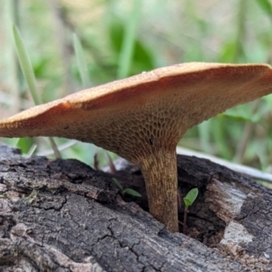 Lentinus arcularius at The Pinnacle - 18 Apr 2024