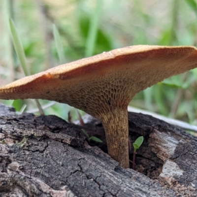 Lentinus arcularius (Fringed Polypore) at Hawker, ACT - 18 Apr 2024 by CattleDog