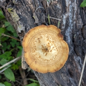 Lentinus arcularius at The Pinnacle - 18 Apr 2024