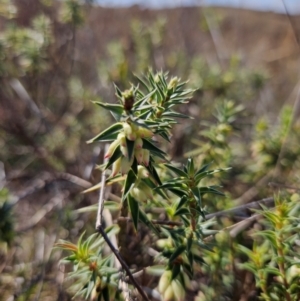 Melichrus urceolatus at QPRC LGA - 18 Apr 2024