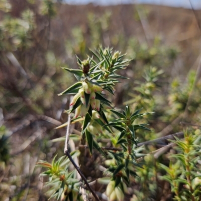 Melichrus urceolatus (Urn Heath) at Googong Foreshore - 18 Apr 2024 by BrianSummers