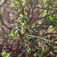 Melichrus urceolatus at QPRC LGA - 18 Apr 2024 02:01 PM