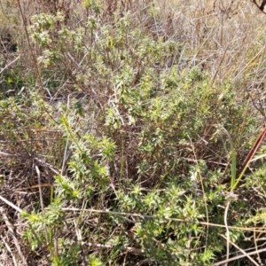 Melichrus urceolatus at QPRC LGA - 18 Apr 2024 02:01 PM