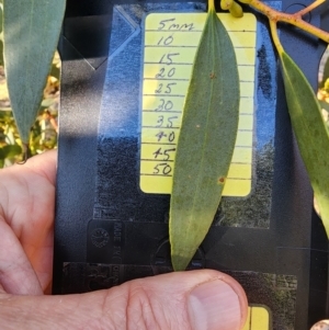 Eucalyptus gregsoniana at Red Hill, ACT - 23 Apr 2024