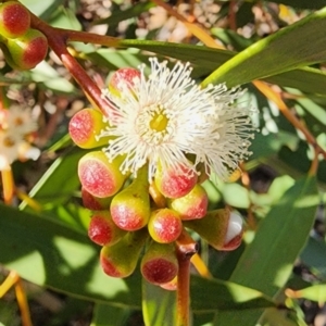 Eucalyptus gregsoniana at Red Hill, ACT - 23 Apr 2024