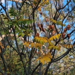 Koelreuteria paniculata (Golden Rain Tree) at Symonston, ACT - 18 Apr 2024 by Mike