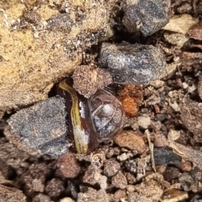 Caenoplana bicolor (Two-tone Planarian) at QPRC LGA by clarehoneydove