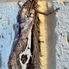 Abantiades labyrinthicus (Labyrinthine Ghost Moth) at Michelago, NSW - 17 Apr 2024 by Ged