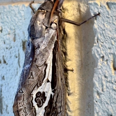 Abantiades labyrinthicus (Labyrinthine Ghost Moth) at Michelago, NSW - 17 Apr 2024 by Ged