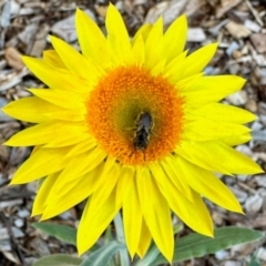 Lasioglossum (Chilalictus) lanarium (Halictid bee) at Aranda, ACT - 14 Apr 2024 by KMcCue