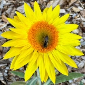 Lasioglossum (Chilalictus) lanarium at Aranda, ACT - 14 Apr 2024