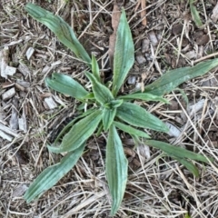 Plantago lanceolata (Ribwort Plantain, Lamb's Tongues) at Aranda, ACT - 14 Apr 2024 by KMcCue