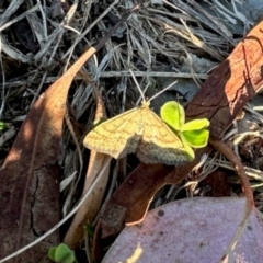 Scopula rubraria (Reddish Wave, Plantain Moth) at Aranda, ACT - 14 Apr 2024 by KMcCue