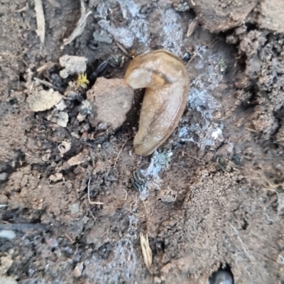Ambigolimax nyctelia (Striped Field Slug) at QPRC LGA - 18 Apr 2024 by clarehoneydove