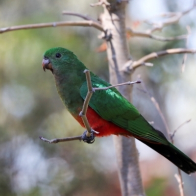 Alisterus scapularis (Australian King-Parrot) at Higgins, ACT - 13 Apr 2024 by AlisonMilton
