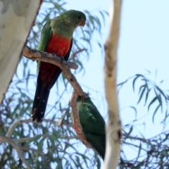 Alisterus scapularis at Higgins, ACT - 13 Apr 2024