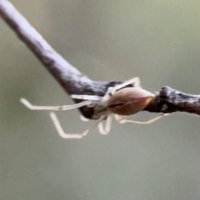 Cheiracanthium gracile (Slender sac spider) at Greenleigh, NSW - 18 Apr 2024 by Hejor1