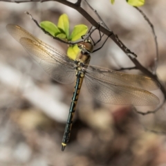 Hemicordulia tau (Tau Emerald) at ANBG - 8 Apr 2024 by AlisonMilton