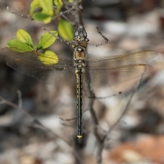 Hemicordulia tau at ANBG - 8 Apr 2024 12:17 PM