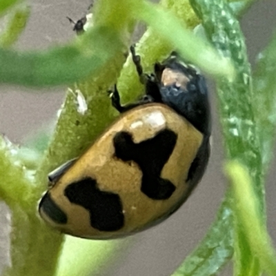 Coccinella transversalis (Transverse Ladybird) at QPRC LGA - 18 Apr 2024 by Hejor1