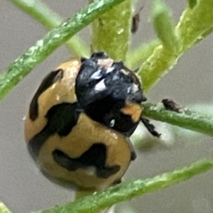 Coccinella transversalis at QPRC LGA - 18 Apr 2024 05:10 PM