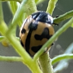 Coccinella transversalis at QPRC LGA - 18 Apr 2024