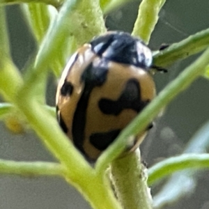 Coccinella transversalis at QPRC LGA - 18 Apr 2024 05:10 PM