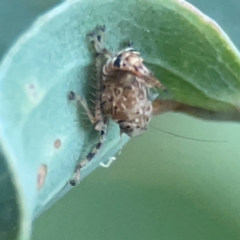 Fulgoroidea sp. (superfamily) (Unidentified fulgoroid planthopper) at QPRC LGA - 18 Apr 2024 by Hejor1