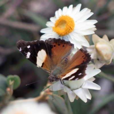 Vanessa itea (Yellow Admiral) at Acton, ACT - 8 Apr 2024 by AlisonMilton