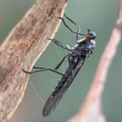 Boreoides subulatus (Wingless Soldier Fly) at Greenleigh, NSW - 18 Apr 2024 by Hejor1