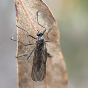 Boreoides subulatus at QPRC LGA - 18 Apr 2024 04:56 PM