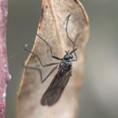 Boreoides subulatus at QPRC LGA - 18 Apr 2024 04:56 PM