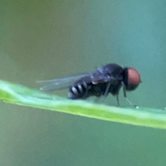 Lindneromyia sp. (Flat-footed fly) at QPRC LGA - 18 Apr 2024 by Hejor1