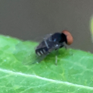 Lindneromyia sp. at QPRC LGA - 18 Apr 2024 04:51 PM